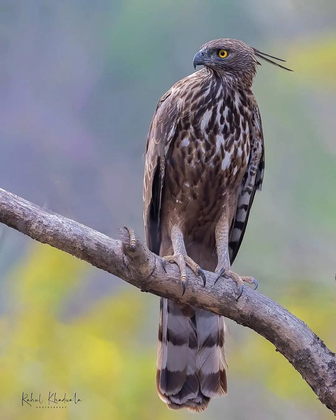Changeable hawk-eagle
